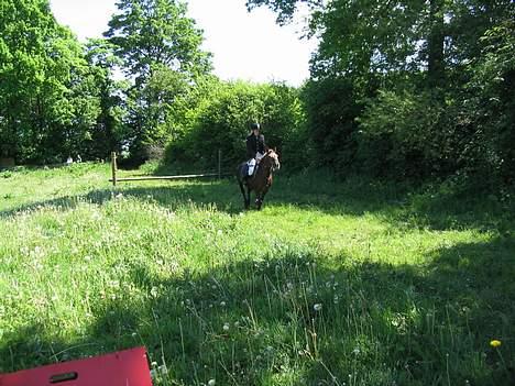 Dartmoor Sille - military - vandt i davinde ( :  billede 3