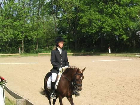 Dartmoor Sille - Smuk dressur´trav. :) min sille (vandt) billede 4