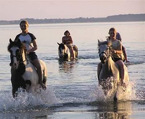 Anden særlig race Igors Silver Speedy Solgt - jaa, VAND, hen er en rigtig vandhund, sommer 2005 billede 2