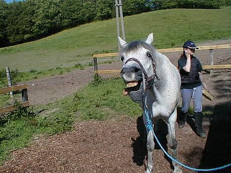 Anden særlig race Igors Silver Speedy Solgt - haha, jeg vælger at se dum ud :D billede 3