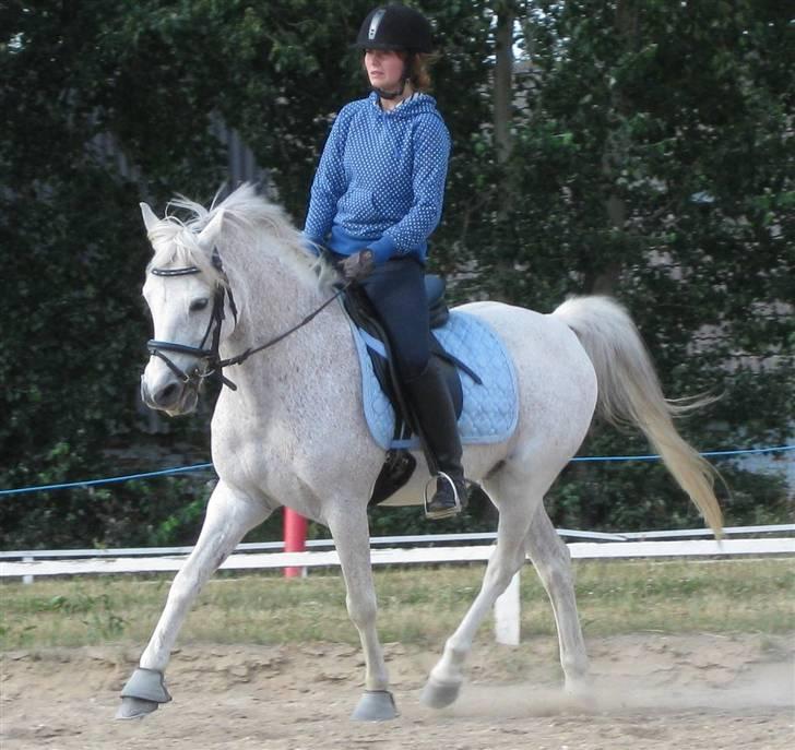 Anden særlig race Igors Silver Speedy Solgt - Var ude og passe ham for Melanie/ 9. juli 09 billede 4