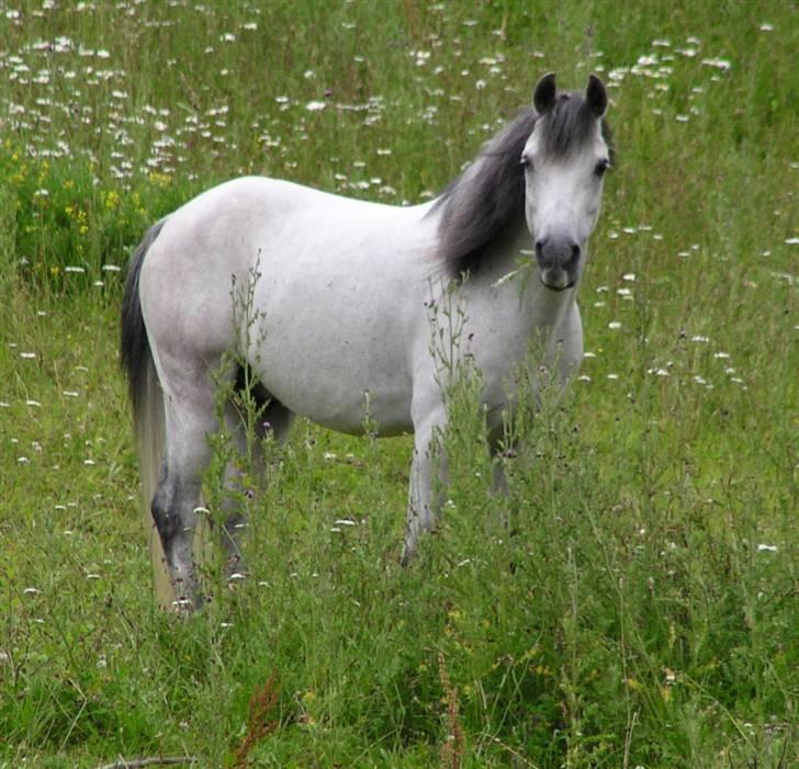 Anden særlig race Igors Silver Speedy Solgt - Sommergræs 2004 mener jeg billede 5