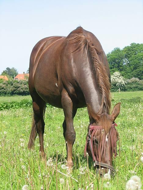 Anden særlig race Cherie > død 30.okt.< - d.10.6.06 billede 19