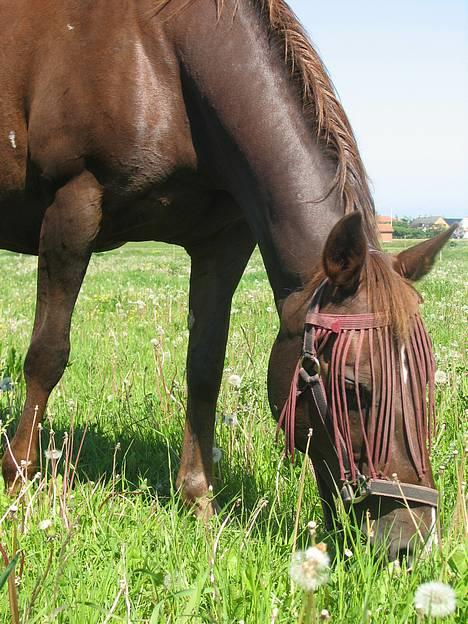 Anden særlig race Cherie > død 30.okt.< - d.10.6.06 billede 20