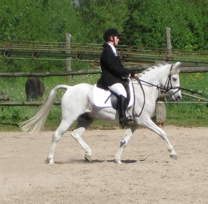 Anden særlig race Igors Silver Speedy Solgt - Speedy Vantinge 2008 billede 7