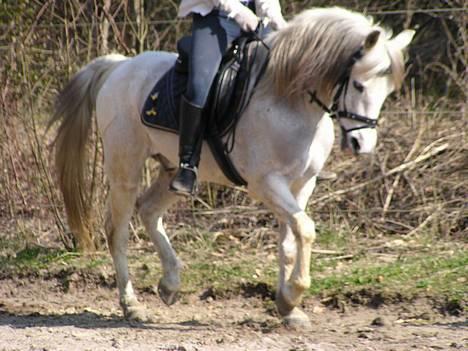 Anden særlig race Igors Silver Speedy Solgt - 1. April 07. Det går fremad med dressuren, men vi mangler stadig en del .  billede 8