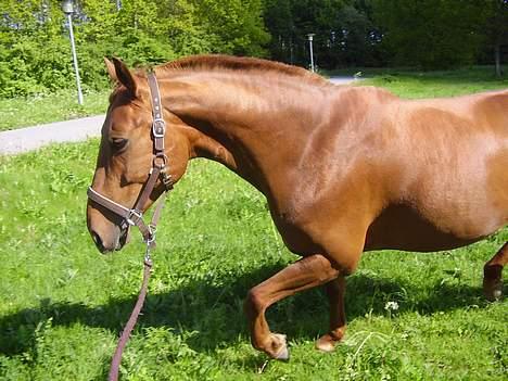 Anden særlig race Tidi (AFLIVET ) - #8. Tidi billede 8