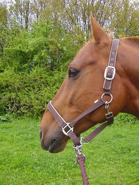 Anden særlig race Tidi (AFLIVET ) - #9. Tidi billede 9