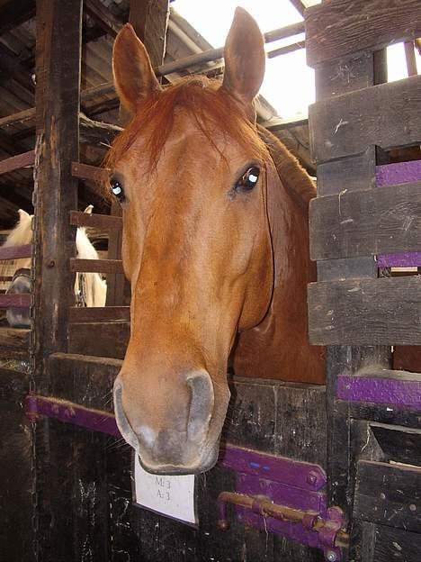 Anden særlig race Tidi (AFLIVET ) - #10. Tidi i hendes gamle boks. billede 10