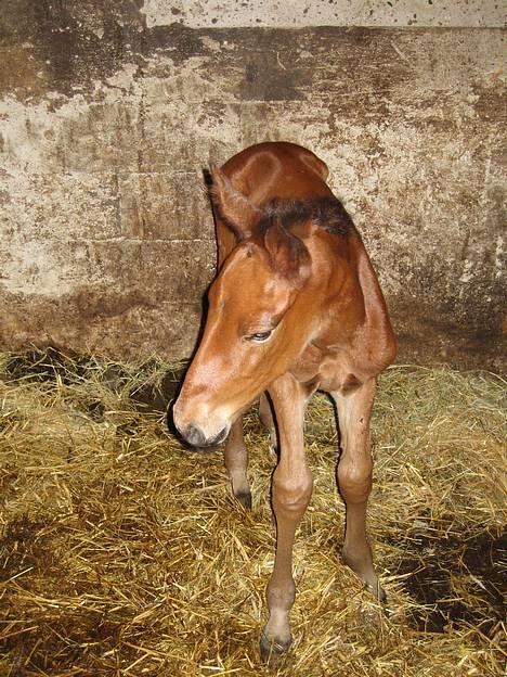 Traver Orlando Speedy - Her er jeg så! Er lidt genert.... Er ikke vant til at blive fotograferet.... Men det bliver jeg jo nok på et tidspunkt.... 30 maj 2006 billede 1
