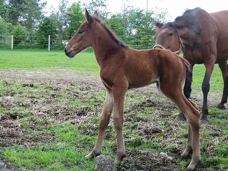 Traver Orlando Speedy - Her er så ude første gang.... Jeg kan ikke finde min mor.... Har hun glemt mig????   30 maj 2006 billede 3