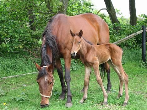 Traver Orlando Speedy - Er det ikke et godt billede af mig og min mor? 30 maj 2006 billede 4