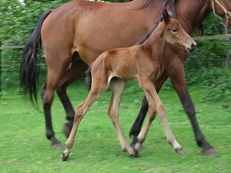Traver Orlando Speedy - Jeg praler lige!!! se mig, jeg er jo en travhest... 30 maj 2006 billede 5