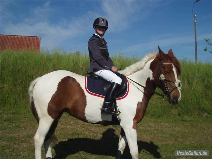 Pinto Cornelia  - Velkommen til Cornelia´s side. :D billede 1