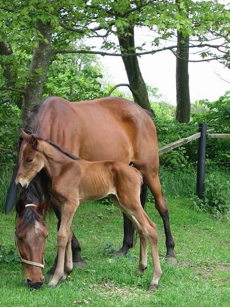 Traver Orlando Speedy - Nu skal jeg bide dig mor..... 30 maj 2006 billede 6