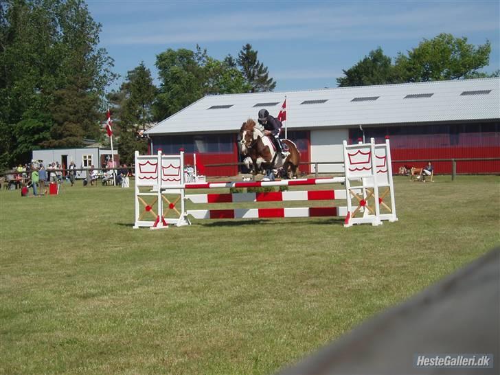 Pinto Cornelia  - Til Landsstævne i Stevenstrup . Mb eller Ma. billede 2