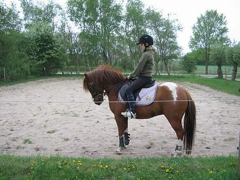 Pinto Philip ¨Solgt¨ - Her er har så billede 8