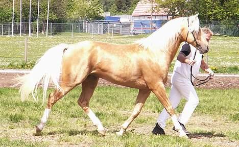 Palomino Stargold´s Kaliph - Fløjhingst ved Roskilde dyrskue 2006 med 23 point Fotograf Julie billede 6