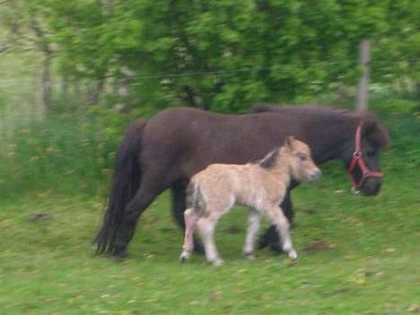 Miniature Acanto - Er jeg ikke bare nuttet.. billede 2