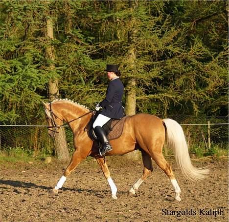 Palomino Stargold´s Kaliph - Louise Jensen rider Kaliph billede 7