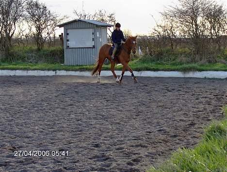 Dansk Varmblod Gallicia - Det er fra hun har været redet en uge.. flot ikke?? billede 1
