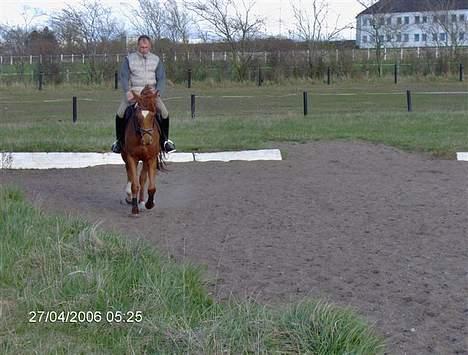 Dansk Varmblod Gallicia billede 2