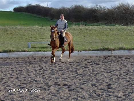 Dansk Varmblod Gallicia billede 3