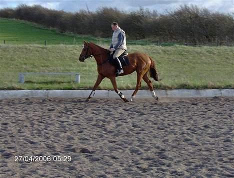 Dansk Varmblod Gallicia billede 4