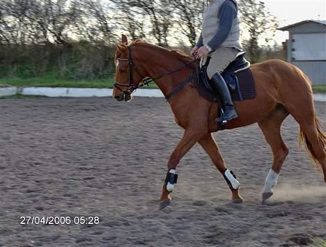 Dansk Varmblod Gallicia billede 5