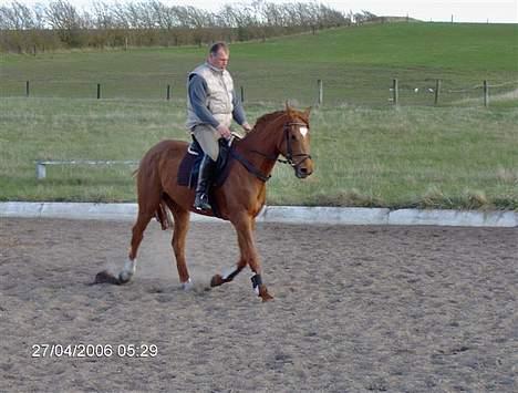 Dansk Varmblod Gallicia billede 6