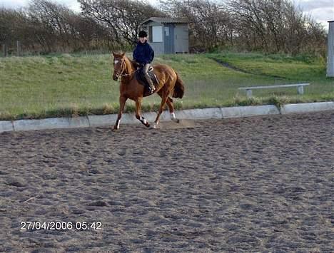 Dansk Varmblod Gallicia billede 7