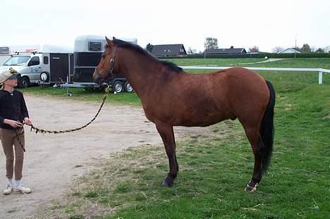 New Forest Nyskovens Actus Solgt - Se mig.! Skal lege foto model, fordi jeg skal være en konfirmationsgave, og jeg kan jo ikk komme me ind til festen billede 2