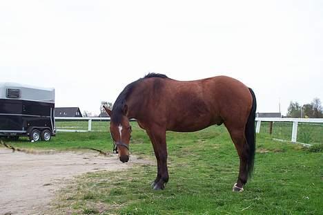 New Forest Nyskovens Actus Solgt - Hov.! Der er jo græs her..! billede 5