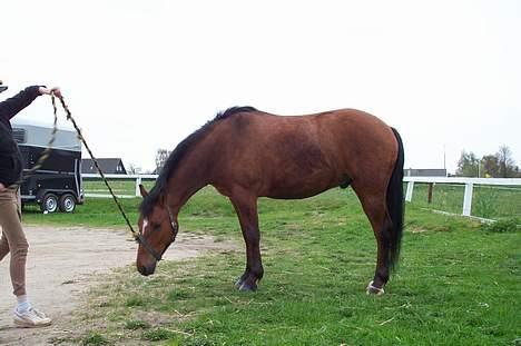 New Forest Nyskovens Actus Solgt - Spiser lige lidt græs.. billede 7