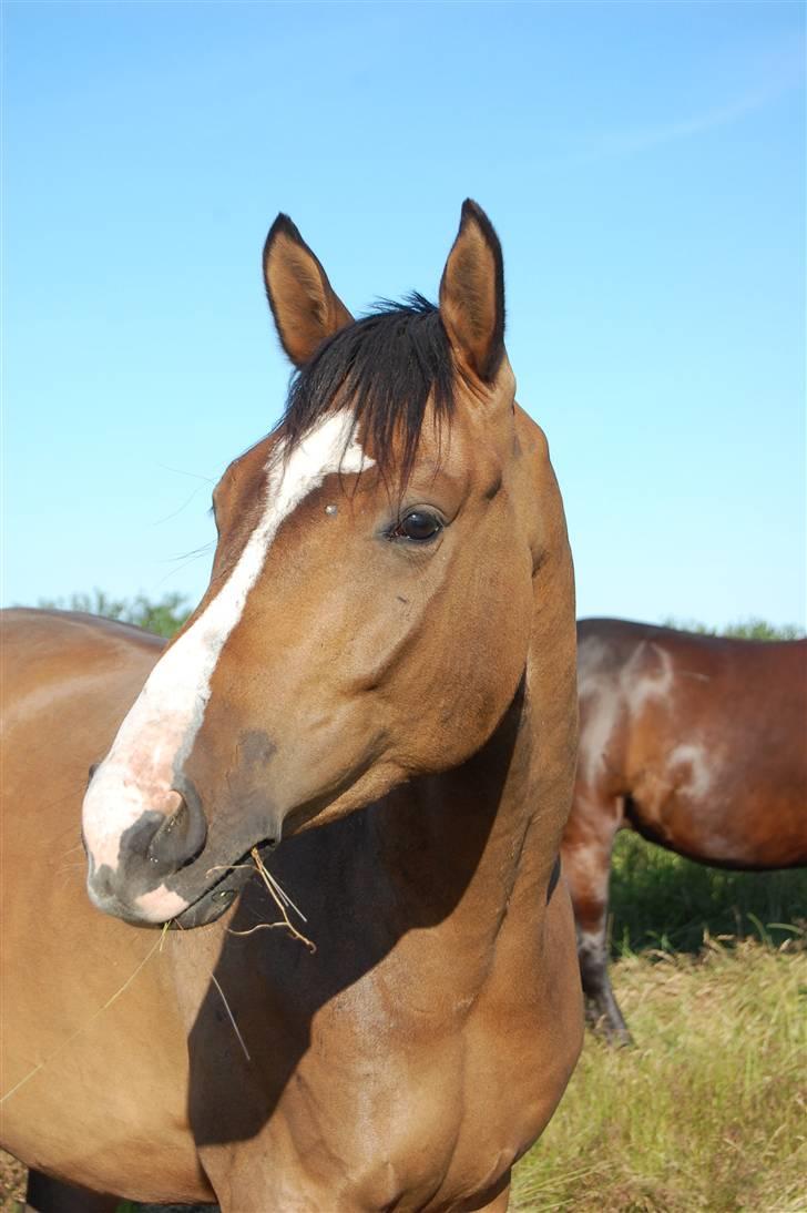 Dansk Varmblod Sødals Santiago  - sandy d. 26 juni 09 billede 9