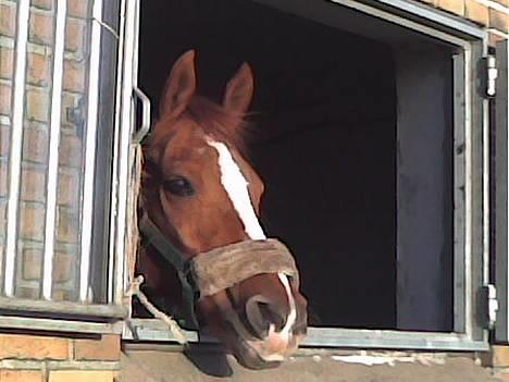 Sportsaraber (A) Cocio ¤død¤ - Et af mine ynglings billeder.. Elsker bare det her billede.. Han ser så glad og tilfreds ud den dejlige pony <´3 billede 1