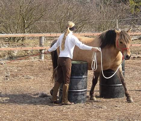 Anden særlig race Chavel - *Træningsferie i Jylland* billede 13