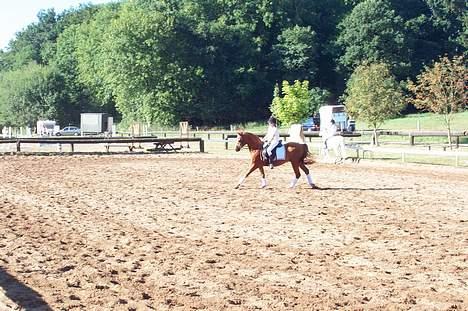 Sportsaraber (A) Cocio ¤død¤ - Cocio og miig til stævne i Børkop.. Han var nær ikk kommet med hjem igen :/ Han ødelagde lige en trailer, fordi der var nogle "kloge" Hoveder som fik gode ideer..:/ Hmm.. billede 5