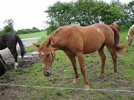 Dansk Varmblod Cenza - Den nye fold.... 2006 billede 9