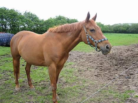 Dansk Varmblod Cenza billede 10
