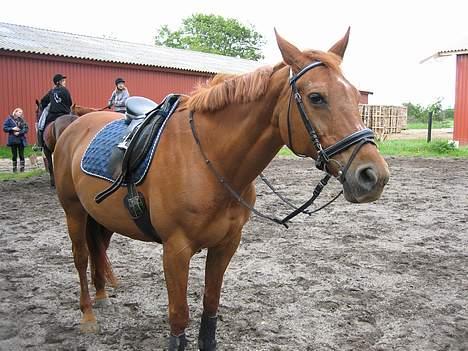 Dansk Varmblod Cenza - En tur på ridebanen billede 11