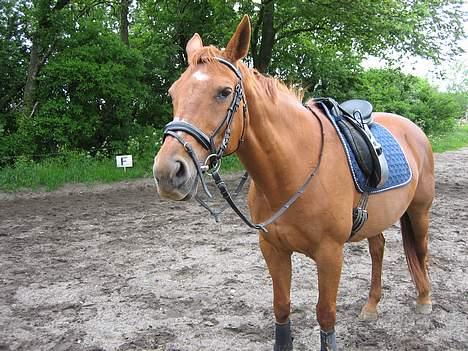 Dansk Varmblod Cenza billede 12