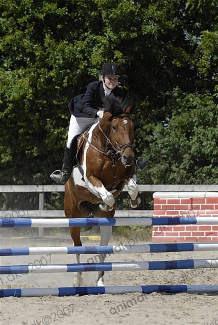 Pinto Roche <3, - spring stævne i vipperød :) 90 cm<3 billede 13