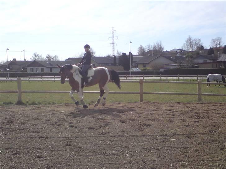 Pinto Roche <3, - lidt træning hjemme, galop i luften ;) haah billede 14