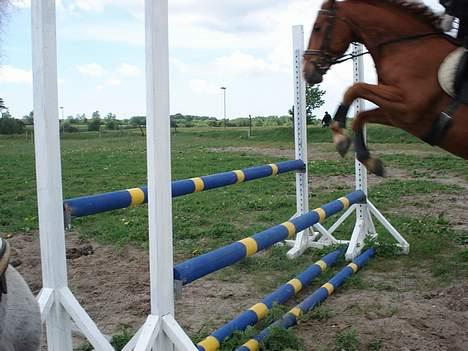 Oldenborg Tornedo<3 solgt:( - her spriger vi igen men ved ikk hvor højt det er:D billede 4