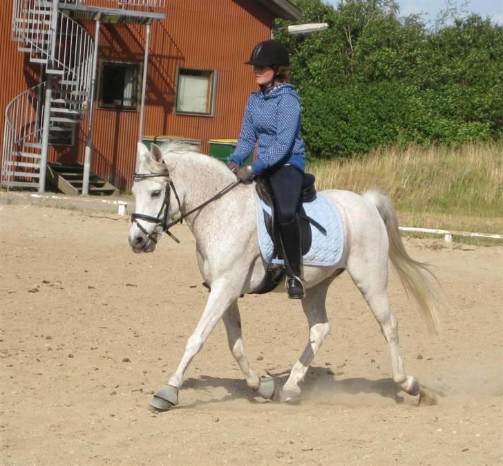 Anden særlig race Igors Silver Speedy Solgt - det var lidt underligt at ride ham igen <3 9, juli 09 billede 13