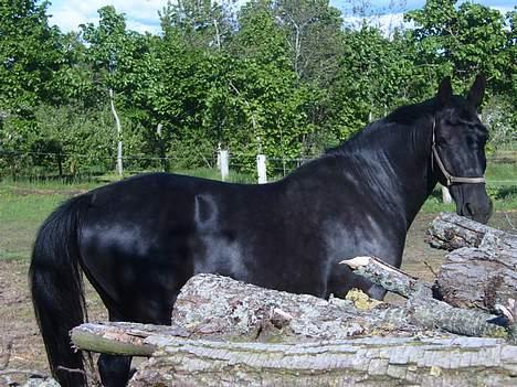 Oldenborg Donna <,3 - Syns selv det er et ret godt billede .. Man kan ik se hendes kolonorme mave :s billede 17