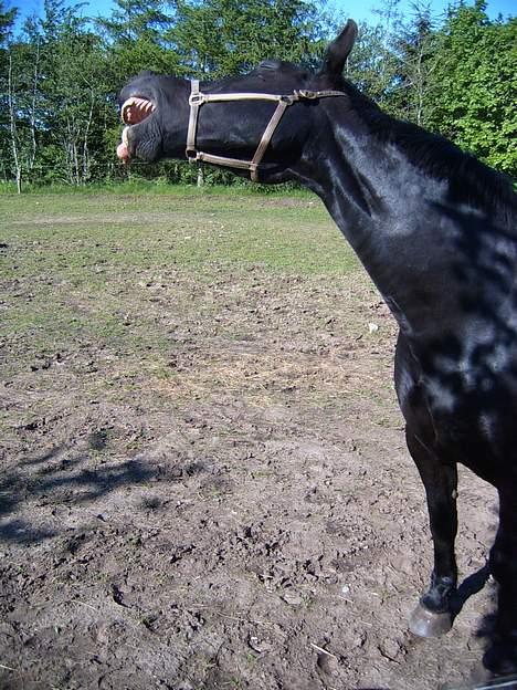 Oldenborg Donna <,3 billede 18