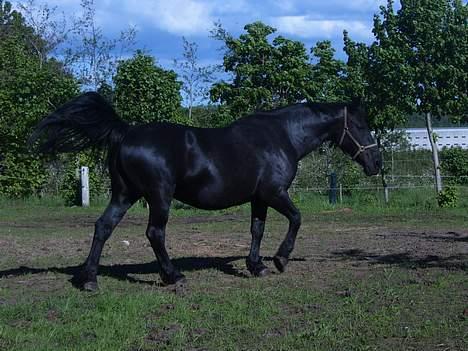 Oldenborg Donna <,3 billede 20