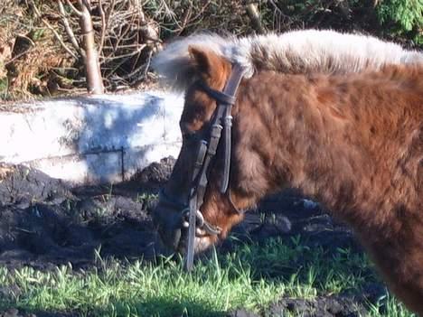 Shetlænder Tarzan <,3 SOLGT - Hovedbillede m. hovedtøj (: (: billede 15